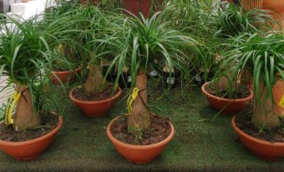 Beaucarnea recurvata